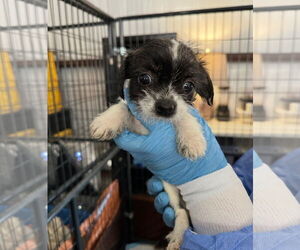 Shih Tzu-Unknown Mix Dogs for adoption in Grafton, WI, USA