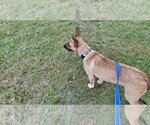 Small Photo #4 Shollie Puppy For Sale in Sebec, ME, USA