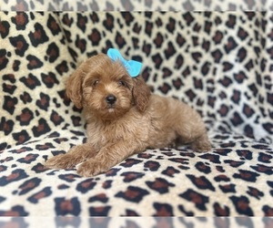Cock-A-Poo Puppy for sale in LAKELAND, FL, USA