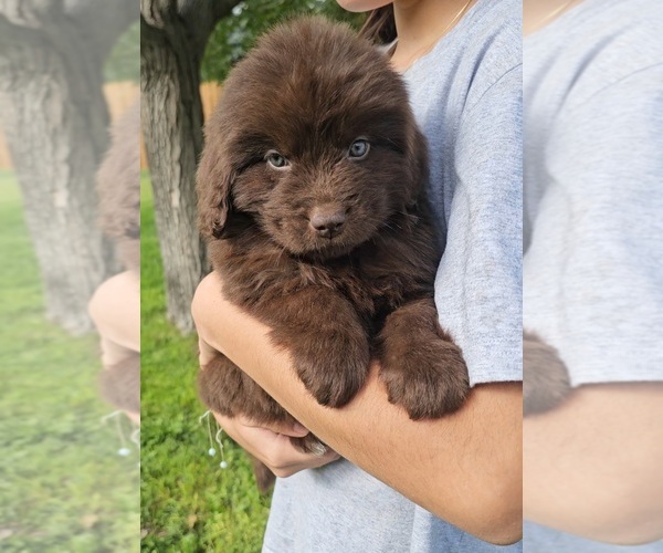 Medium Photo #9 Newfoundland Puppy For Sale in CAMBRIDGE, NE, USA