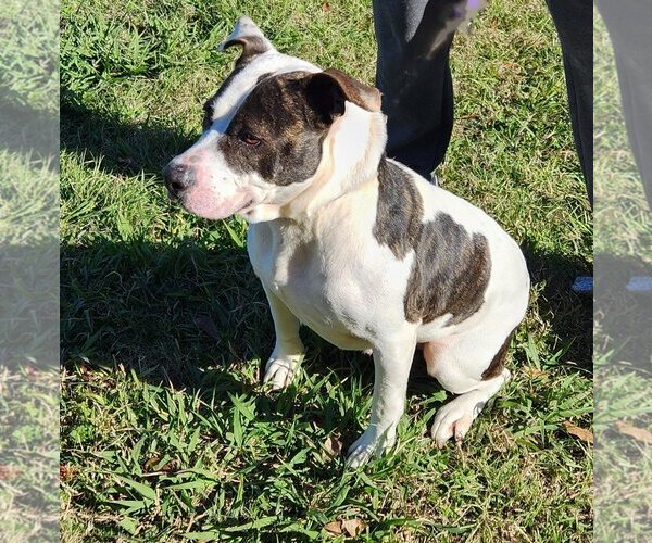 Medium Photo #1 American Pit Bull Terrier-Unknown Mix Puppy For Sale in Lafayette, LA, USA