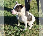 Small American Pit Bull Terrier Mix