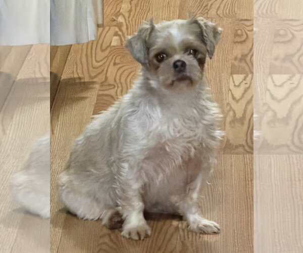 Medium Photo #2 Shih Tzu Puppy For Sale in Sioux Falls, SD, USA