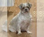 Small #1 Shih Tzu