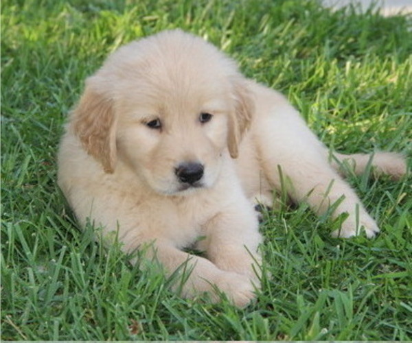 Medium Photo #1 Golden Retriever Puppy For Sale in FRESNO, CA, USA