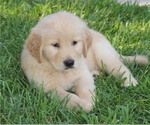 Image preview for Ad Listing. Nickname: Litter of 10