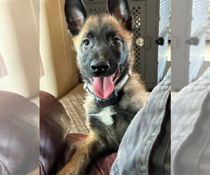 High Octane- Turbo- Located in OK - Male Mutt Dog for Adoption - Photo #11