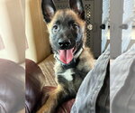 Small Photo #11 Mutt Puppy For Sale in Imlay City, MI, USA