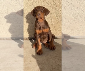 Doberman Pinscher Puppy for sale in COMPTON, CA, USA