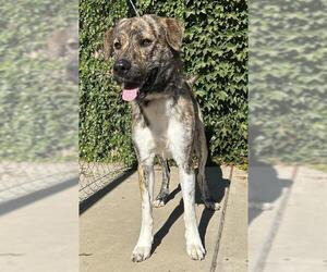 Anatolian Shepherd Dogs for adoption in Lodi, CA, USA
