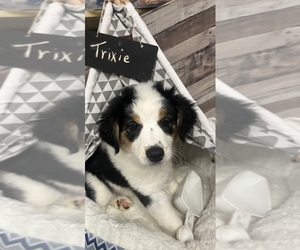 Australian Shepherd Puppy for sale in WILLIS, VA, USA