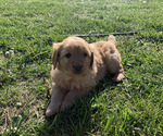 Small Golden Retriever