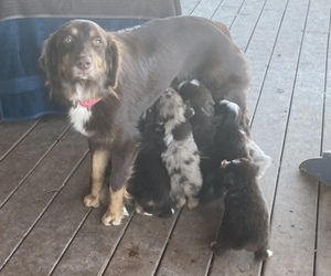 Father of the Australian Shepherd puppies born on 10/29/2020