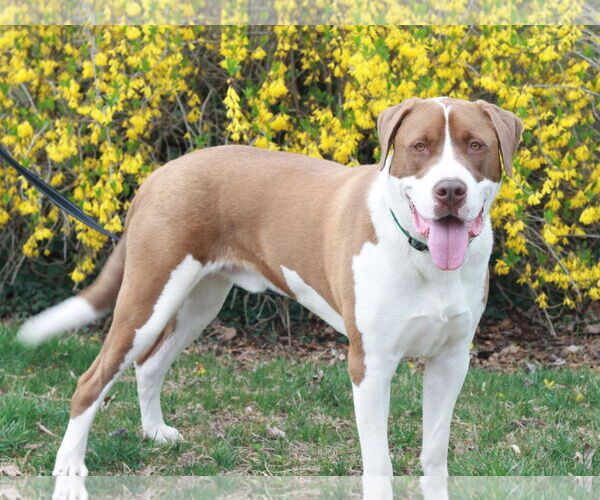 Medium Photo #3 Saint Bernard-Unknown Mix Puppy For Sale in Cookeville, TN, USA