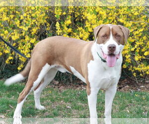 Finn - Male Saint Bernard-Unknown Mix Dog for Adoption - Photo #3