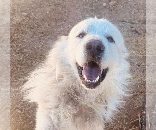 Medium Photo #2 Great Pyrenees-Unknown Mix Puppy For Sale in Grafton, WI, USA