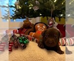 Small #17 Labrador Retriever
