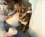 Small #1 Chihuahua Mix