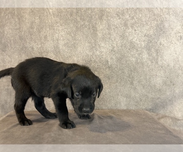 Medium Photo #8 Labrador Retriever Puppy For Sale in WHITNEY, TX, USA