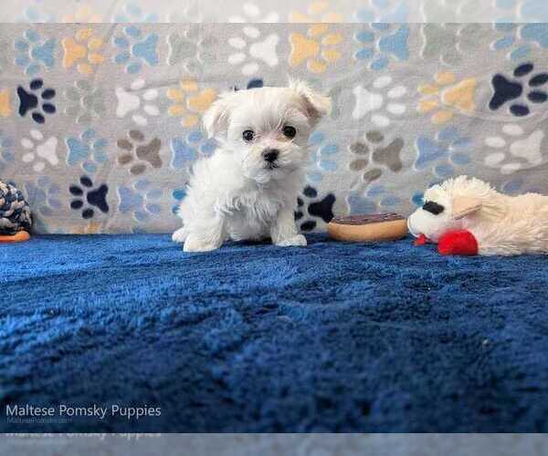 Medium Photo #2 Maltese Puppy For Sale in OCALA, FL, USA