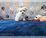 Small #1 Maltese
