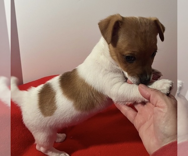 Medium Photo #1 Jack Russell Terrier Puppy For Sale in NASHVILLE, NC, USA