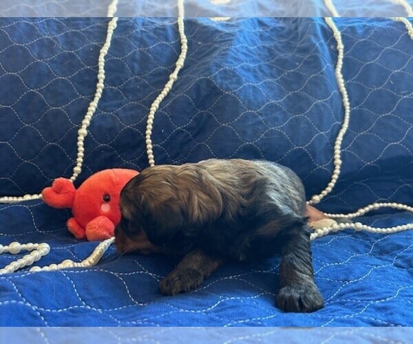 Medium Photo #13 Bernedoodle (Miniature) Puppy For Sale in HENDERSON, CO, USA