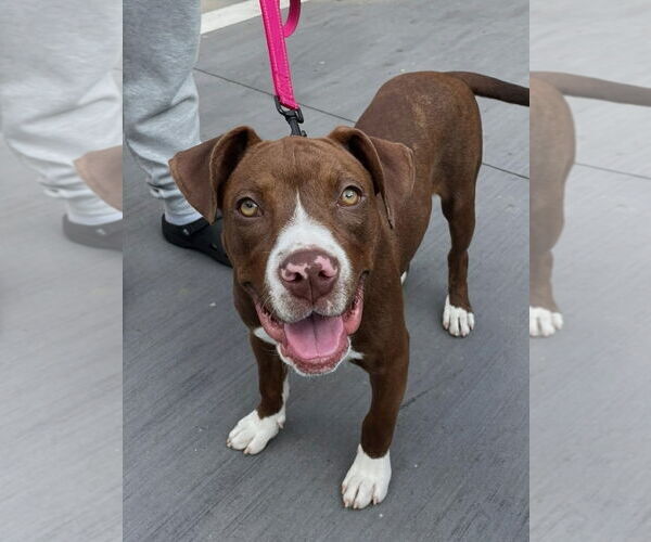 Medium Photo #1 American Staffordshire Terrier-Boxer Mix Puppy For Sale in Caribou, ME, USA