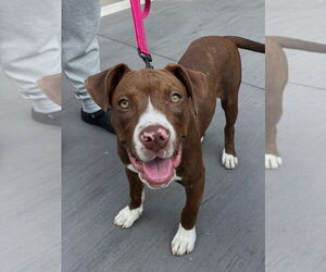American Staffordshire Terrier-Boxer Mix Dogs for adoption in Caribou, ME, USA