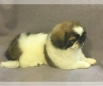 Small Photo #1 Pekingese Puppy For Sale in BROOKLYN, NY, USA