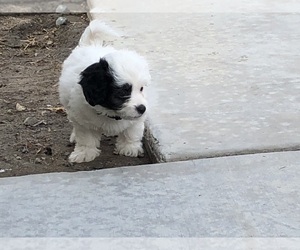 Lhasa Apso-Poodle (Standard) Mix Puppy for sale in HIGHLAND, CA, USA