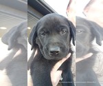 Small #4 Labrador Retriever