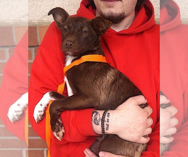 Medium Photo #4 Mutt Puppy For Sale in Carrollton, TX, USA