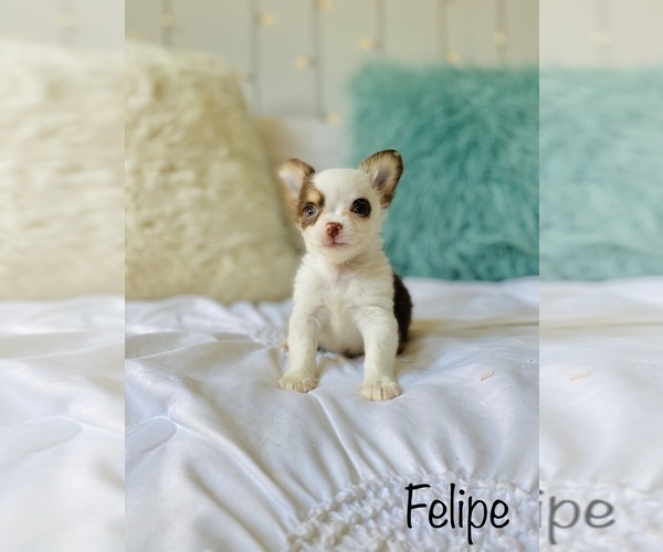 Medium Photo #8 Chihuahua Puppy For Sale in COOKEVILLE, TN, USA