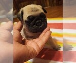 Small Photo #2 Pug Puppy For Sale in WHITTIER, NC, USA