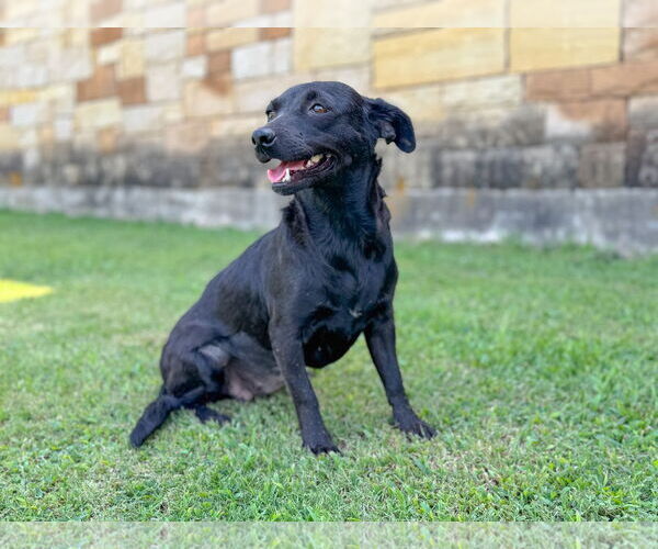 Medium Photo #5 Dachshund-Unknown Mix Puppy For Sale in PIPE CREEK, TX, USA