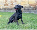 Small #4 Dachshund Mix
