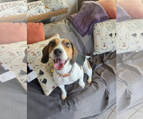Medium Photo #4 Beagle Puppy For Sale in Las Vegas, NV, USA