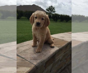 Golden Retriever Puppy for sale in RICHMOND, TX, USA