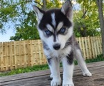 Small Photo #6 Siberian Husky Puppy For Sale in ALPENA, MI, USA