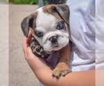 Small #2 Bulldog