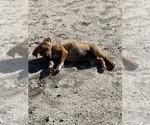 Small Photo #31 Rhodesian Ridgeback Puppy For Sale in MORONGO VALLEY, CA, USA