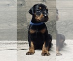 Puppy Blue Collar Doberman Pinscher