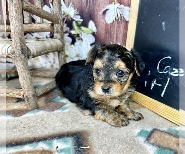 Medium Photo #5 Morkie Puppy For Sale in CASSVILLE, MO, USA