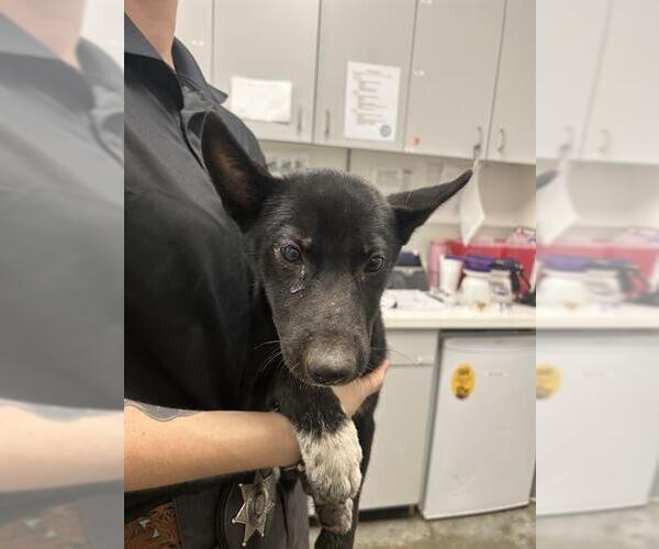 Medium Photo #1 Border Collie-Unknown Mix Puppy For Sale in Rosenberg, TX, USA