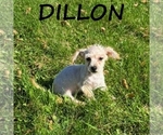 Dillon - Male YorkiePoo Puppy for Sale - Photo #3