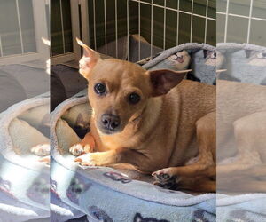 Medium Chihuahua Mix