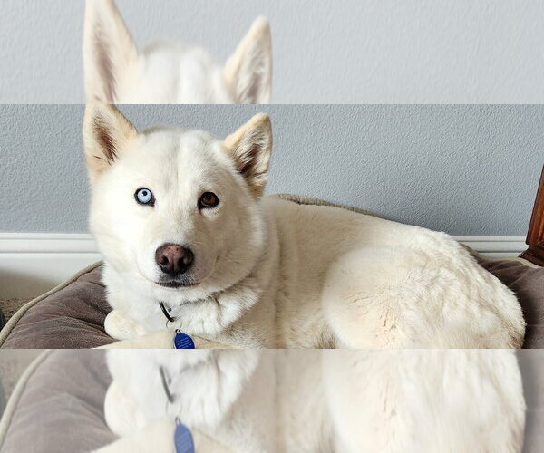 Medium Photo #1 Siberian Husky Puppy For Sale in Omaha, NE, USA