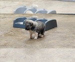Small Photo #12 Anatolian Pyrenees Puppy For Sale in LEWIS, IA, USA