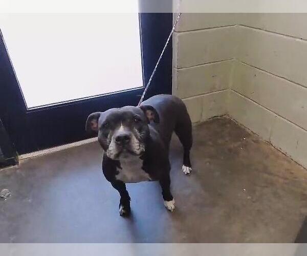 Medium Photo #1 Mutt Puppy For Sale in Tulsa, OK, USA